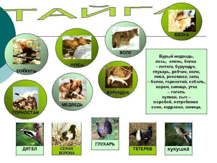 БЕЛКА ВОЛК соболь лось БУРУНДУК МЕДВЕДЬ Бурый медведь, лось, олень, белка – летяга, бурундук,