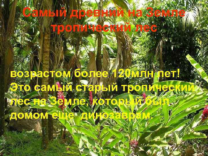 Самый древний на Земле тропический лес возрастом более 120 млн лет! Это самый старый