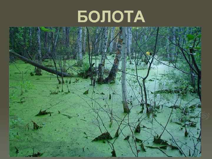 БОЛОТА 
