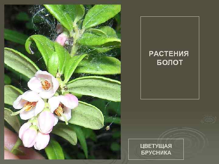 РАСТЕНИЯ БОЛОТ ЦВЕТУЩАЯ БРУСНИКА 