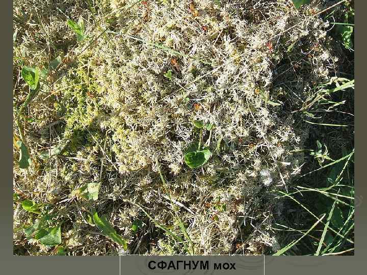 СФАГНУМ мох 