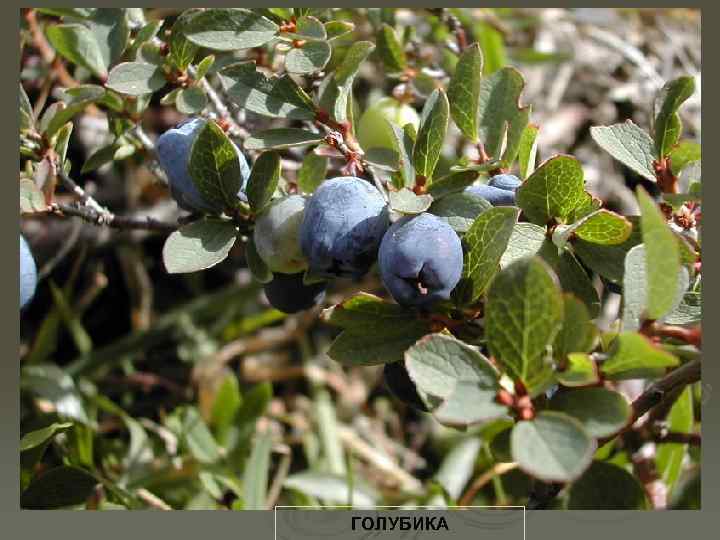 ГОЛУБИКА 
