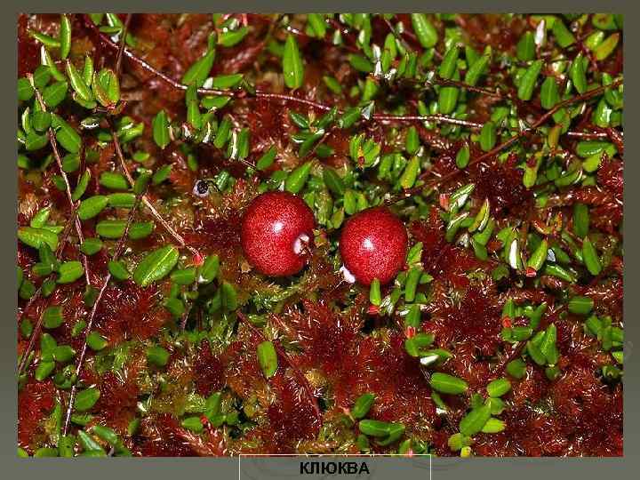 КЛЮКВА 
