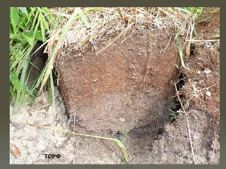 ТОРФ 