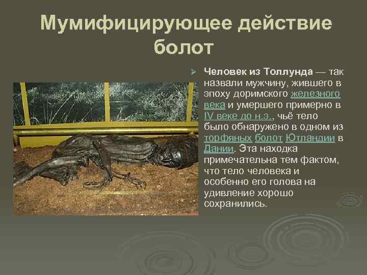 Мумифицирующее действие болот Ø Человек из Толлунда — так назвали мужчину, жившего в эпоху