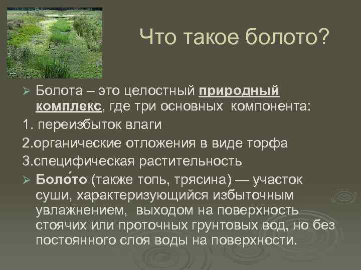 Что такое болото? Болота – это целостный природный комплекс, где три основных компонента: 1.