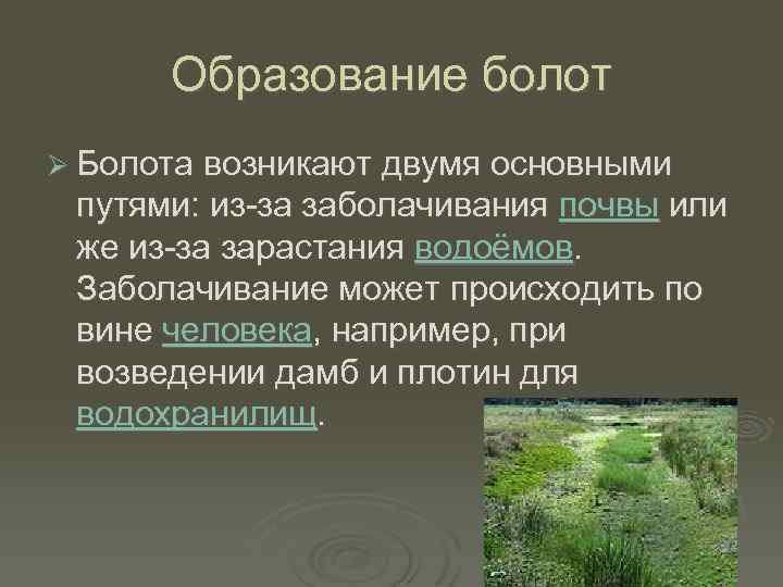 Образование болот Ø Болота возникают двумя основными путями: из-за заболачивания почвы или же из-за