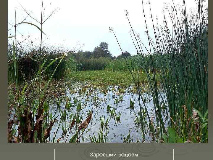 Заросший водоем 