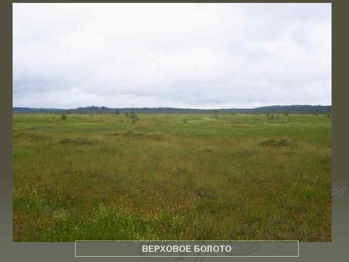 ВЕРХОВОЕ БОЛОТО 