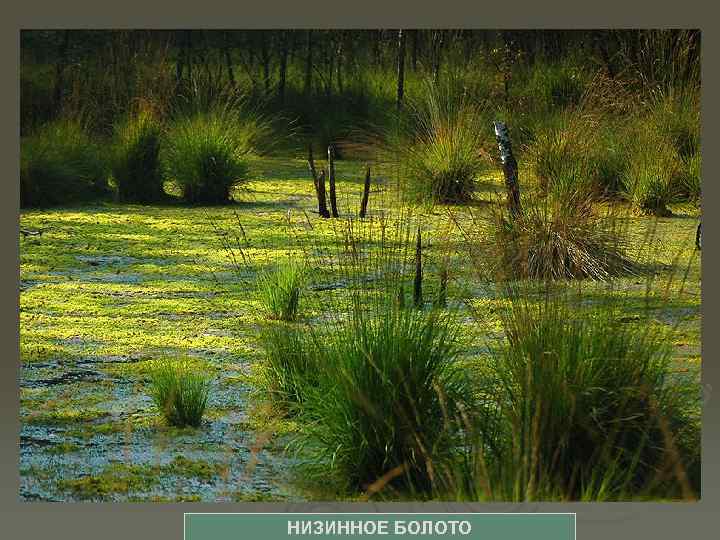 НИЗИННОЕ БОЛОТО 