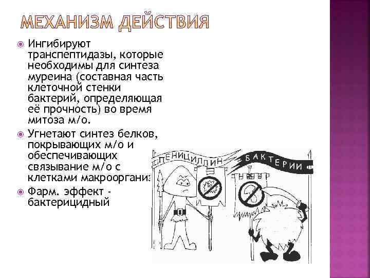  Ингибируют транспептидазы, которые необходимы для синтеза муреина (составная часть клеточной стенки бактерий, определяющая