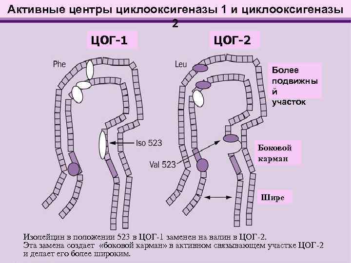 Активные центры циклооксигеназы 1 и циклооксигеназы 2 ЦОГ-1 ЦОГ-2 Более подвижны й участок Боковой