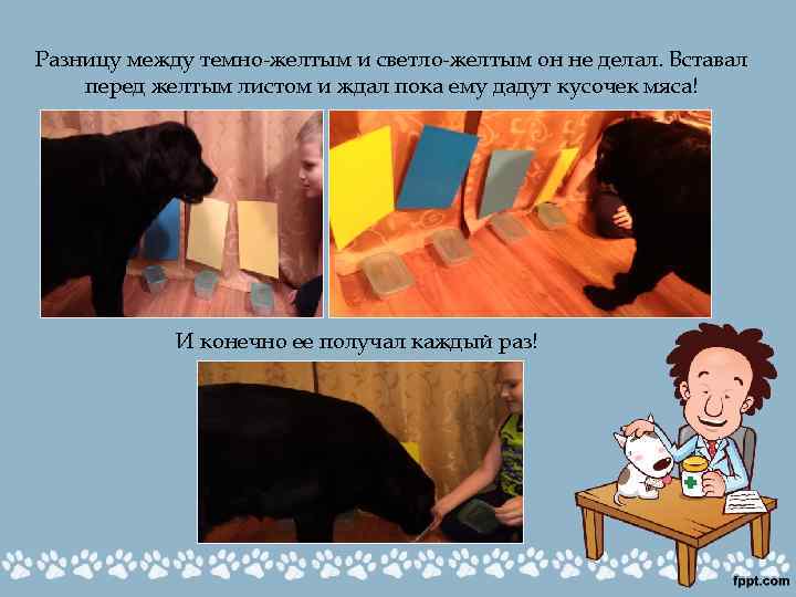 Разницу между темно-желтым и светло-желтым он не делал. Вставал перед желтым листом и ждал