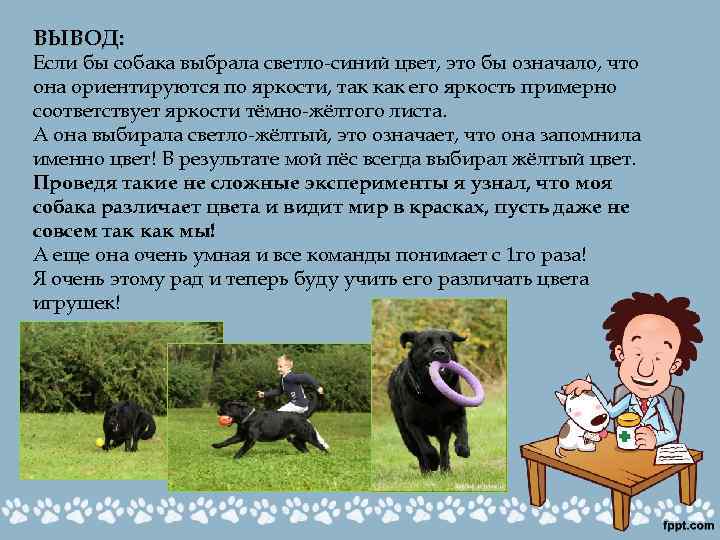 ВЫВОД: Если бы собака выбрала светло-синий цвет, это бы означало, что она ориентируются по