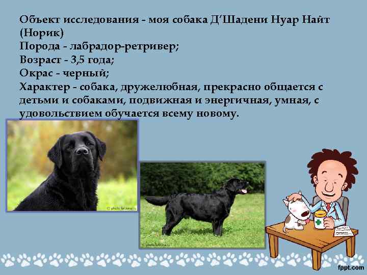 Объект исследования - моя собака Д’Шадени Нуар Найт (Норик) Порода - лабрадор-ретривер; Возраст -