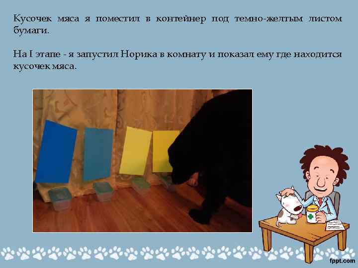 Кусочек мяса я поместил в контейнер под темно-желтым листом бумаги. На I этапе -