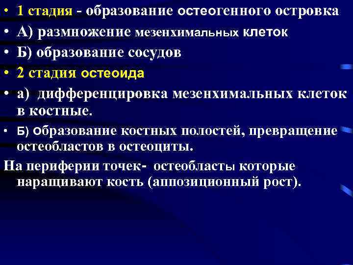  • 1 стадия - образование остеогенного островка • А) размножение мезенхимальных клеток •