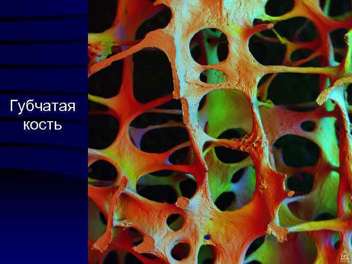 Губчатая кость 