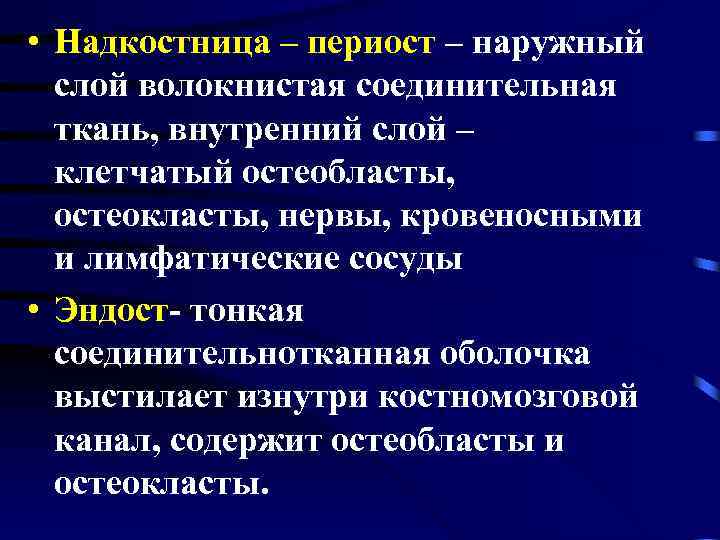 • Надкостница – периост – наружный слой волокнистая соединительная ткань, внутренний слой –