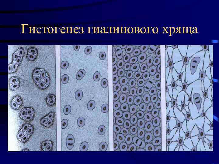 Гистогенез гиалинового хряща 