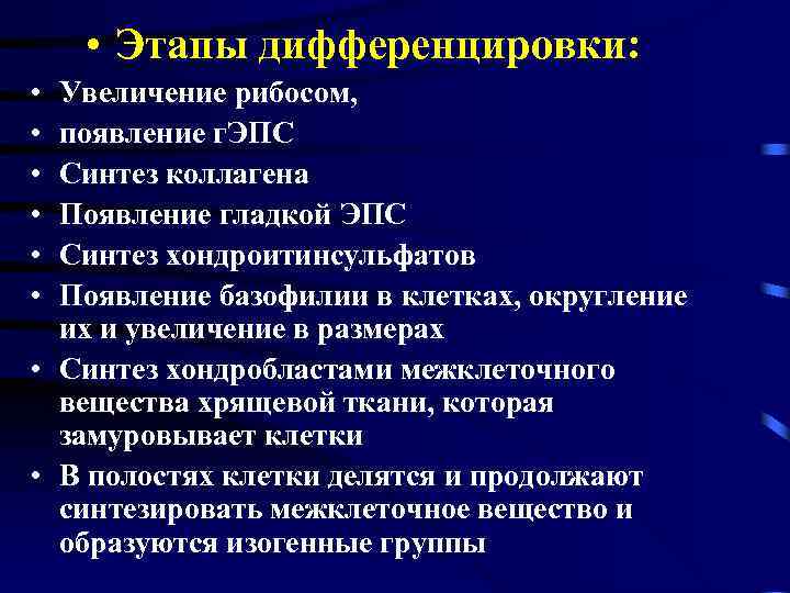  • Этапы дифференцировки: • • • Увеличение рибосом, появление г. ЭПС Синтез коллагена