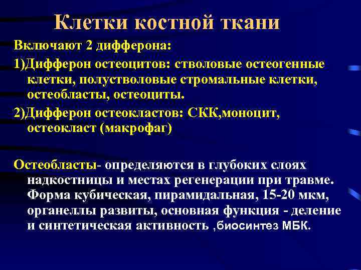 Клетки костной ткани Включают 2 дифферона: 1)Дифферон остеоцитов: стволовые остеогенные клетки, полустволовые стромальные клетки,