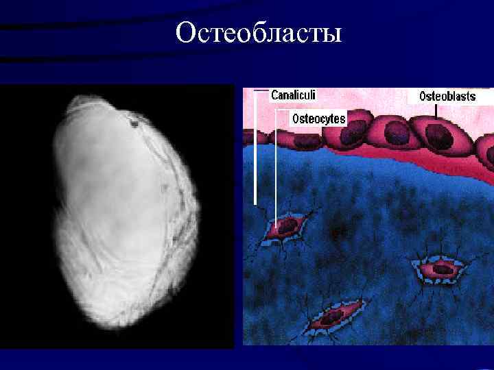 Остеобласты 