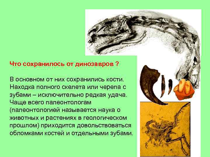 Что сохранилось от динозавров ? В основном от них сохранились кости. Находка полного скелета