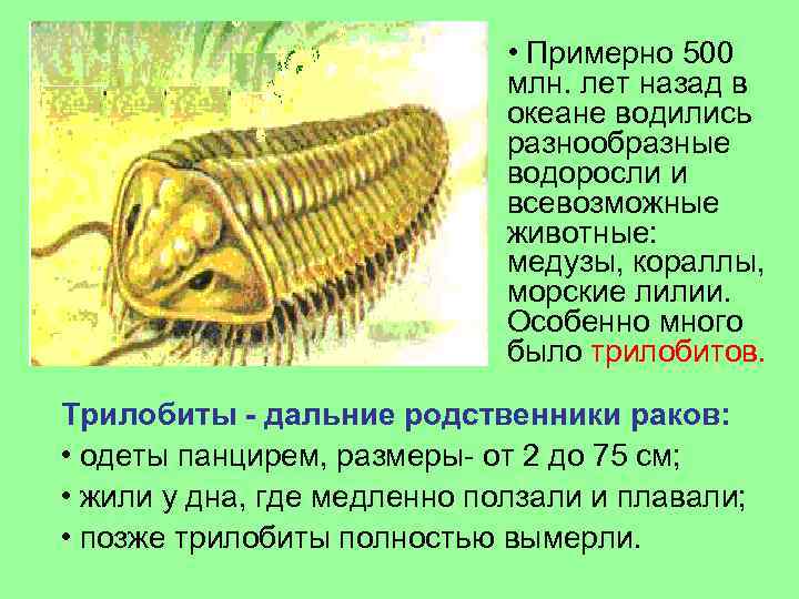  • Примерно 500 млн. лет назад в океане водились разнообразные водоросли и всевозможные