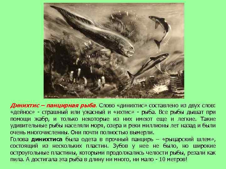 Динихтис – панцирная рыба. Слово «динихтис» составлено из двух слов: «дейнос» - страшный или