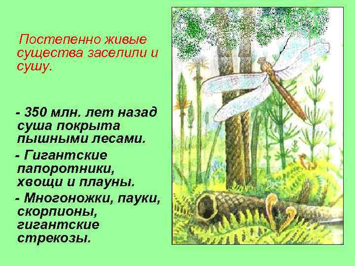 Постепенно живые существа заселили и сушу. • Каменноугольный период - 350 млн. лет назад