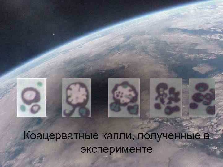 Коацерватные капли, полученные в эксперименте 