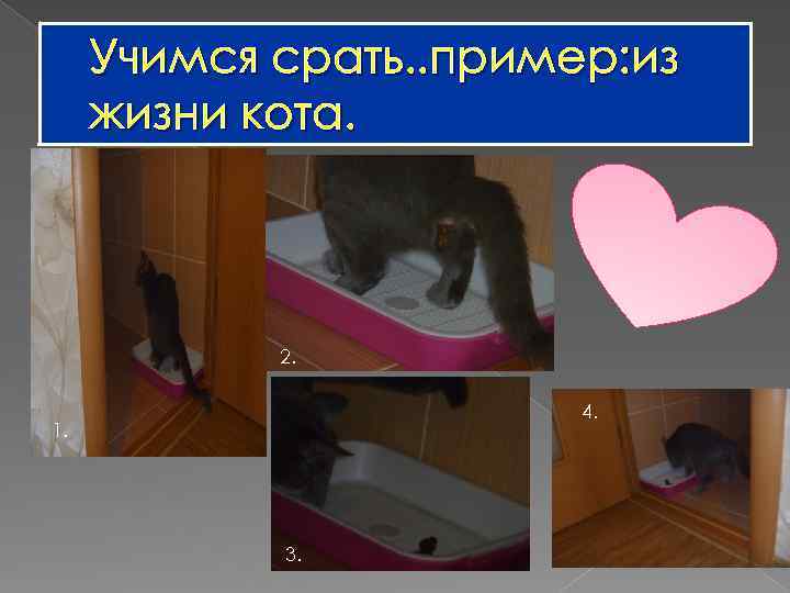 Учимся срать. . пример: из жизни кота. 2. 4. 1. 3. 