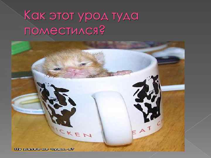 Как этот урод туда поместился? 