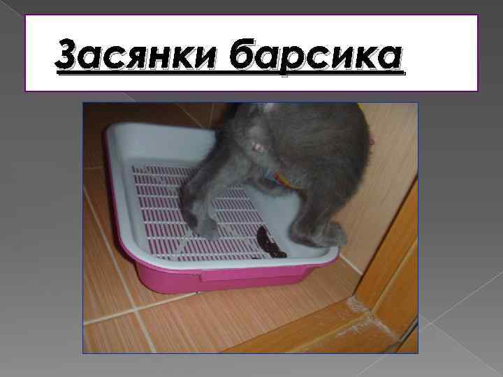 Засянки барсика 