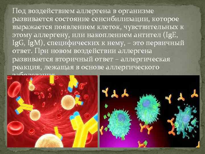 Под воздействием аллергена в организме развивается состояние сенсибилизации, которое выражается появлением клеток, чувствительных к