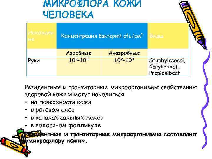 МИКРОФЛОРА КОЖИ ЧЕЛОВЕКА Нахожден ие Руки Концентрация бактерий cfu/см 2 Аэробные 102– 103 Анаэробные