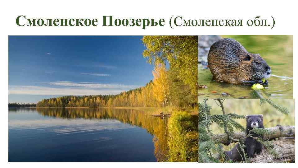 Смоленское Поозерье (Смоленская обл. ) 