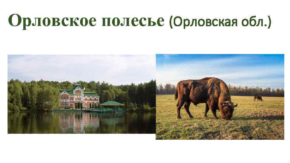 Орловское полесье (Орловская обл. ) 