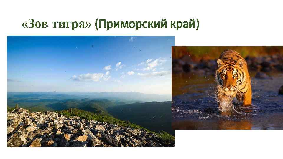  «Зов тигра» (Приморский край) 