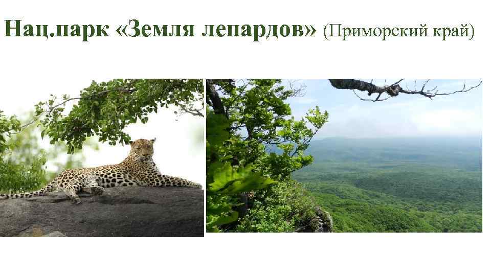 Нац. парк «Земля лепардов» (Приморский край) 