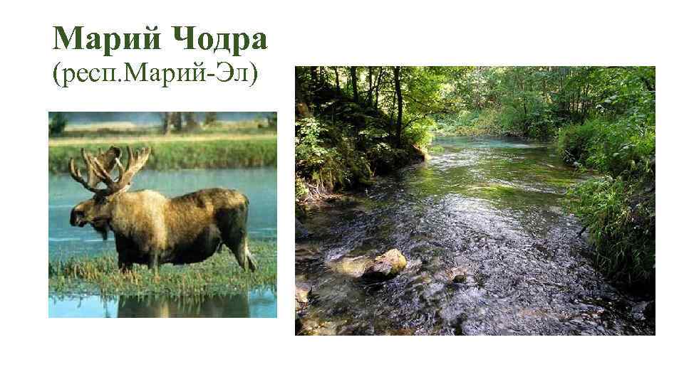 Марий Чодра (респ. Марий-Эл) 