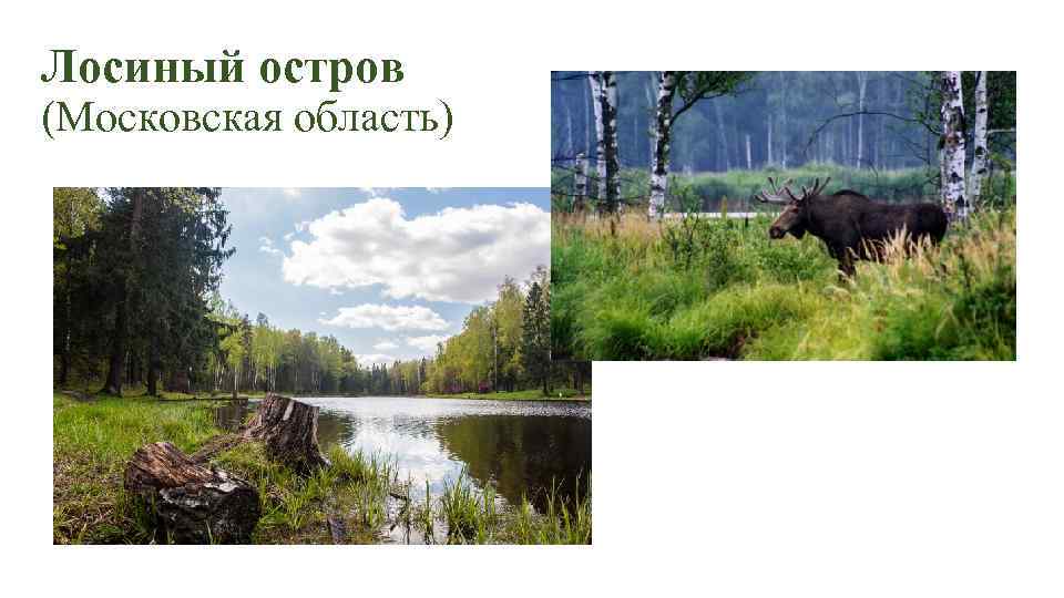 Лосиный остров (Московская область) 