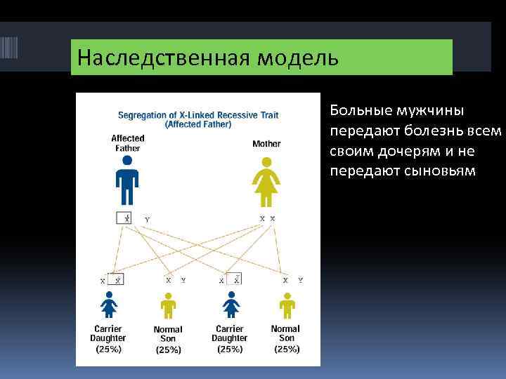 Наследственная модель Больные мужчины передают болезнь всем своим дочерям и не передают сыновьям 