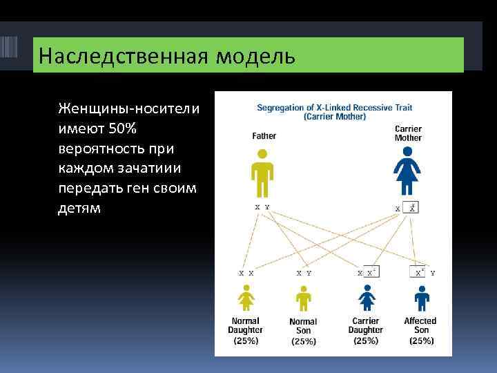 Наследственная модель Женщины-носители имеют 50% вероятность при каждом зачатиии передать ген своим детям 