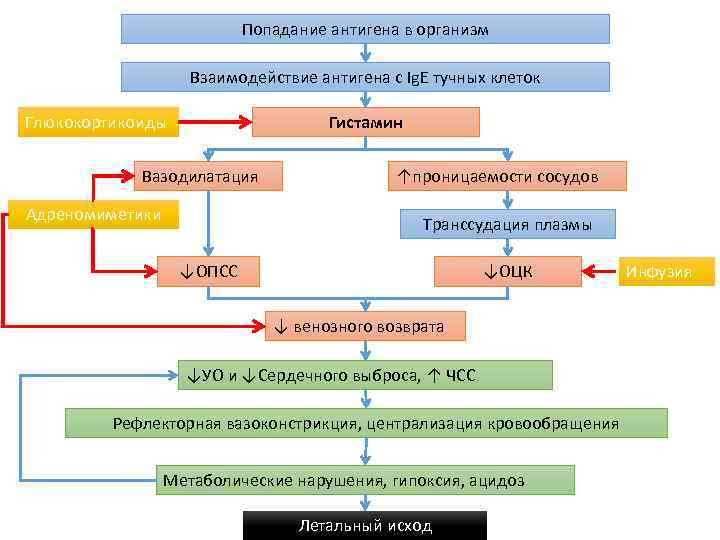 Попадание антигена в организм Взаимодействие антигена с Ig. E тучных клеток Глюкокортикоиды Гистамин Вазодилатация