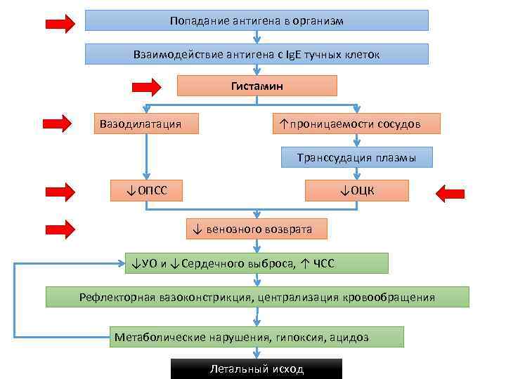 Попадание антигена в организм Взаимодействие антигена с Ig. E тучных клеток Гистамин Вазодилатация ↑проницаемости