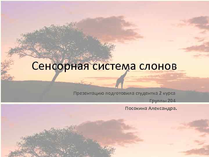 Сенсорная система слонов Презентацию подготовила студентка 2 курса Группы 204 Посокина Александра. 