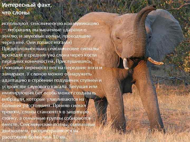 Интересный факт, что слоны используют сейсмическую коммуникацию — вибрации, вызываемые ударами о землю, и