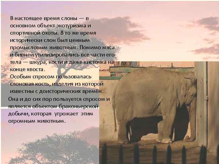 В настоящее время слоны — в основном объект экотуризма и спортивной охоты. В то